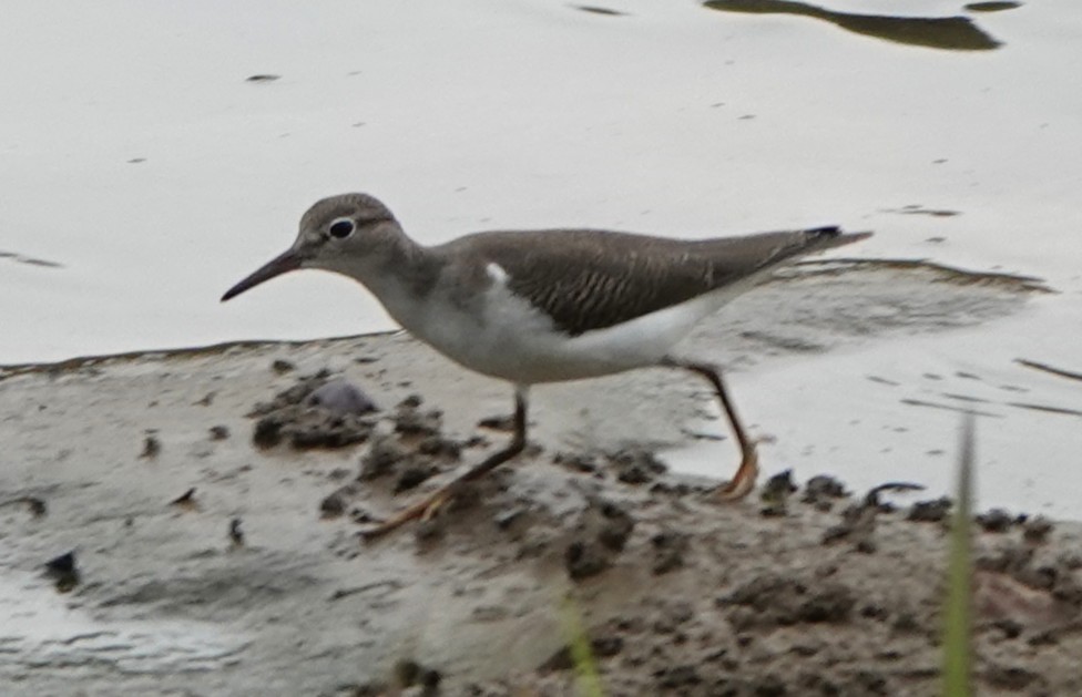 Spotted Sandpiper - ML640372361