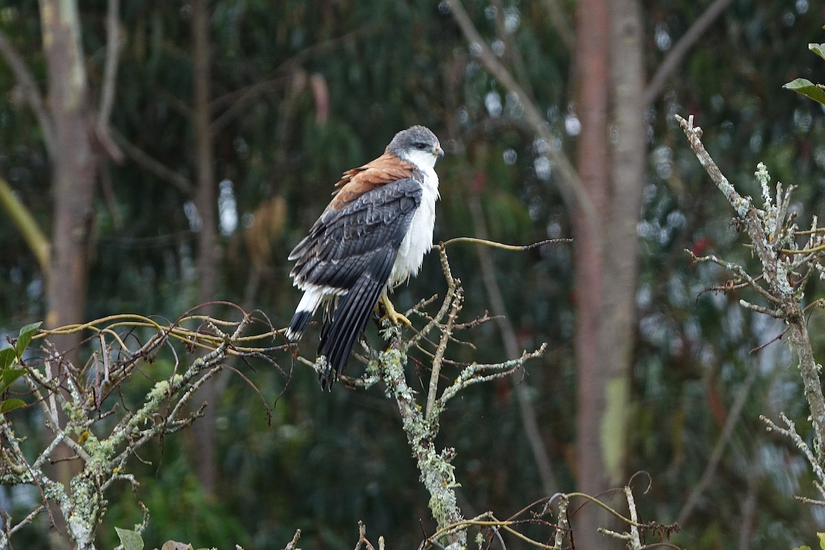 Variable Hawk - ML640372372