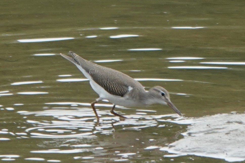 Spotted Sandpiper - ML640372373