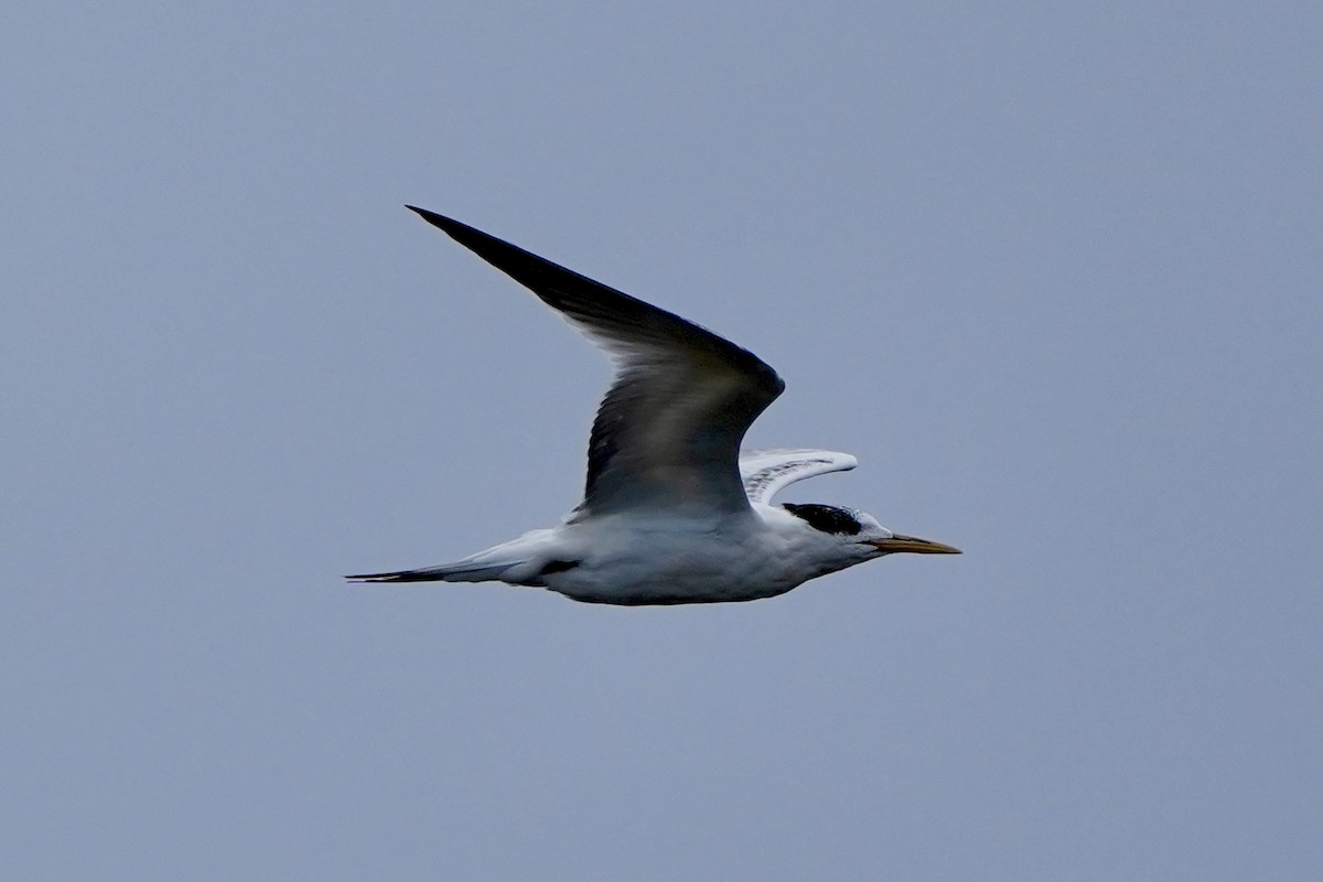 Elegant Tern - ML640372421
