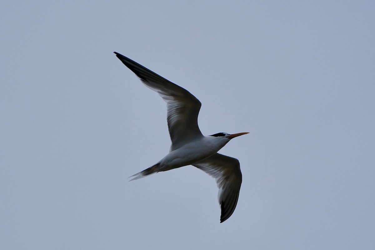 Elegant Tern - ML640372422