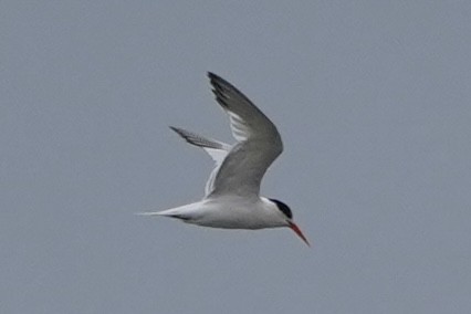 Elegant Tern - ML640372423