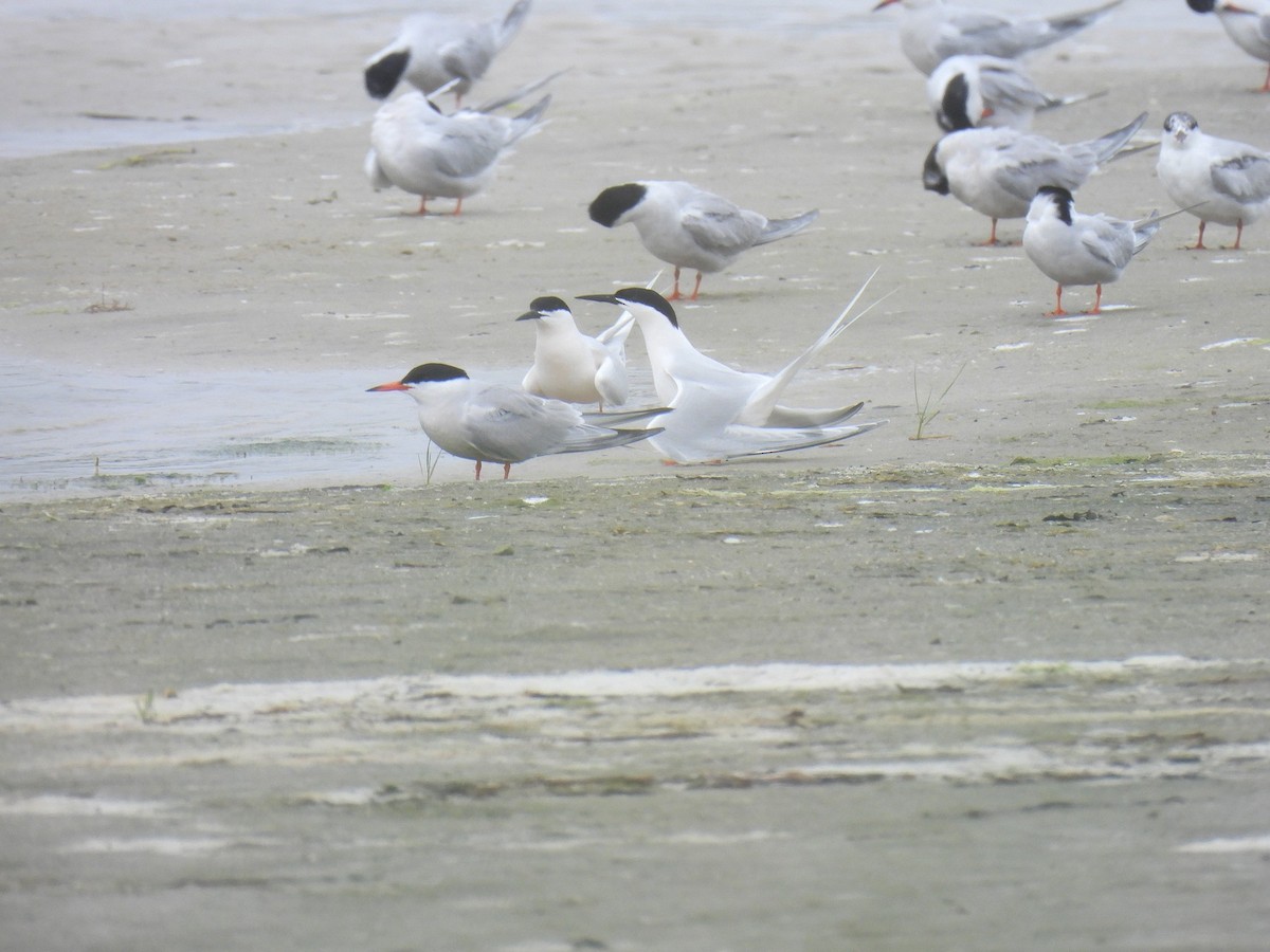 Roseate Tern - ML640372461