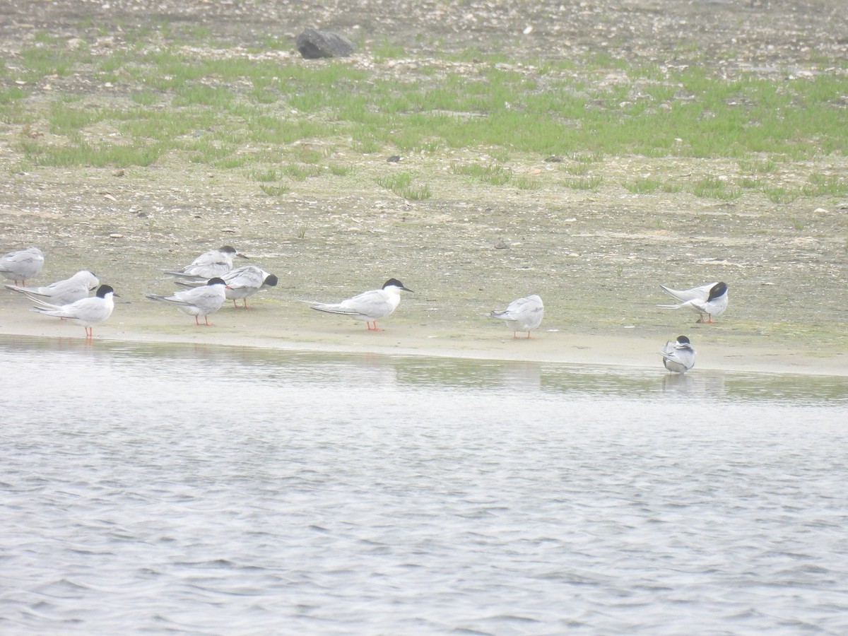 Roseate Tern - ML640372462