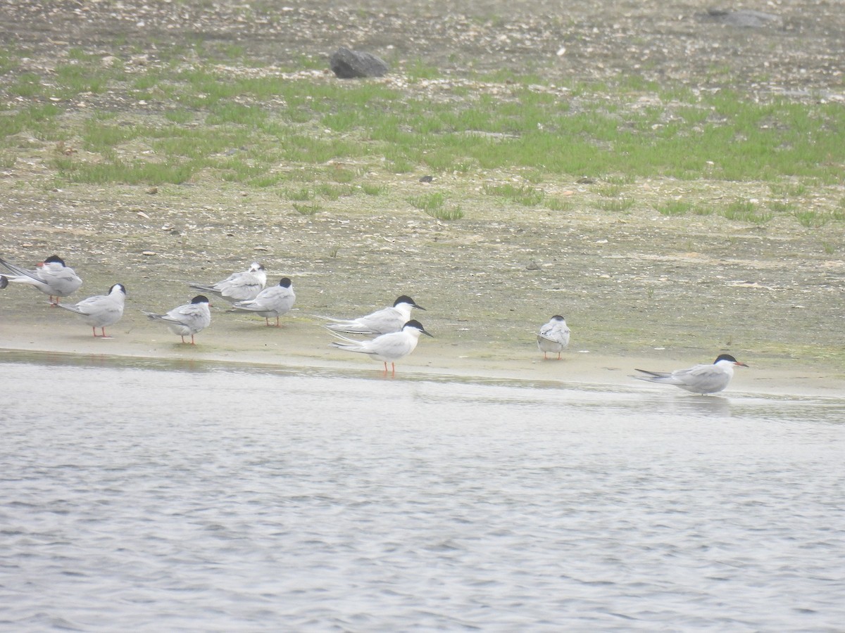Roseate Tern - ML640372463