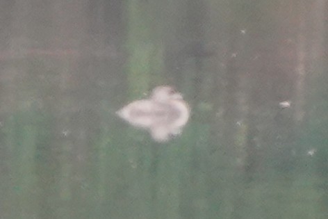 Pied-billed Grebe - ML640372472