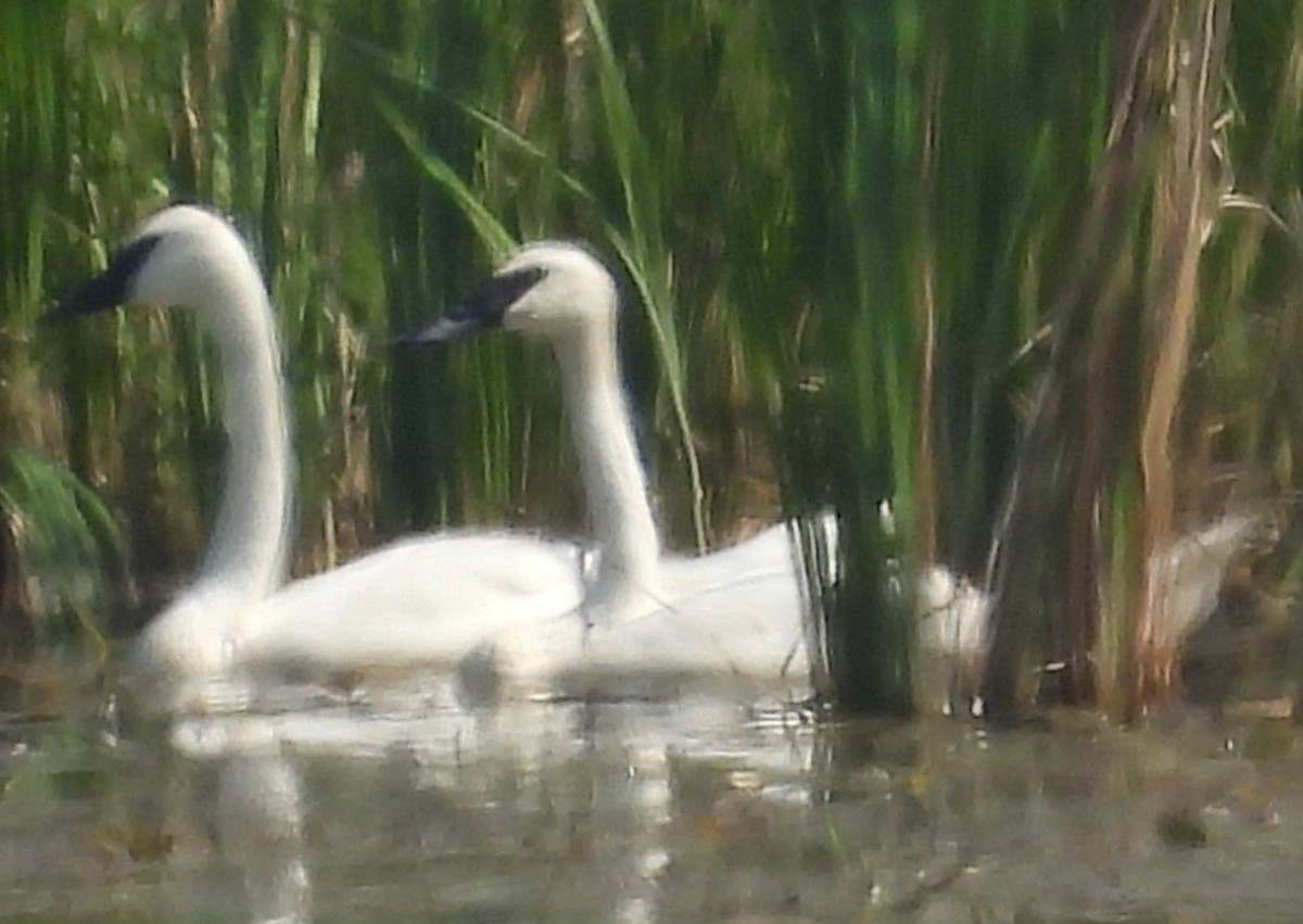 Trumpeter Swan - ML640372476