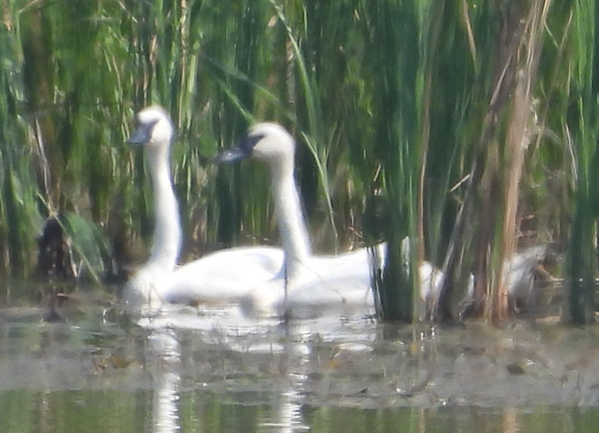 Trumpeter Swan - ML640372477