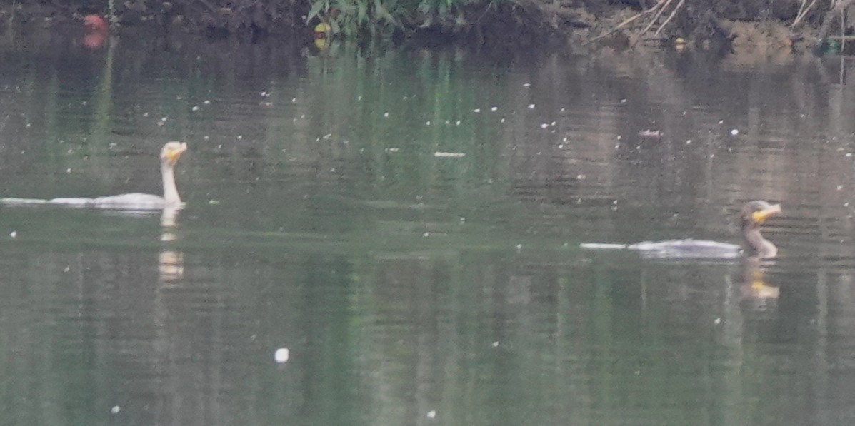 Double-crested Cormorant - ML640372503