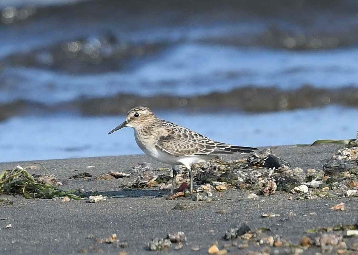 Baird's Sandpiper - ML640372505