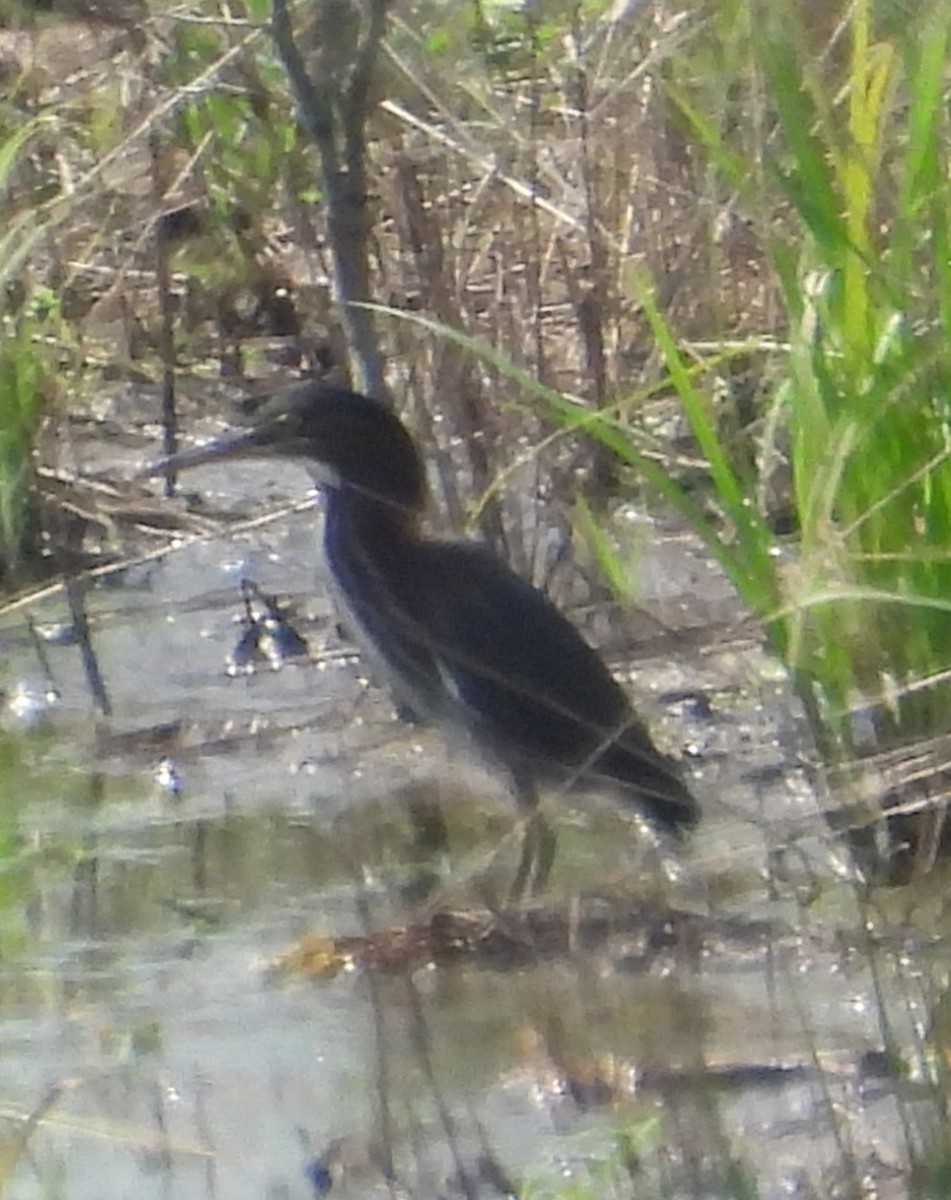 Green Heron - ML640372507