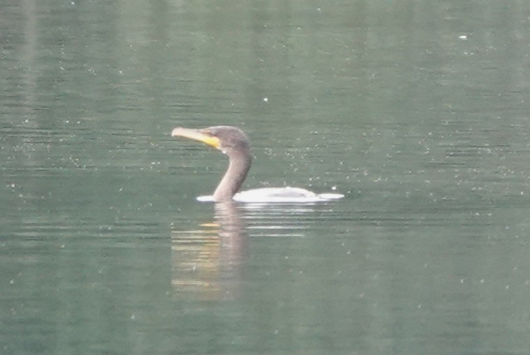 Double-crested Cormorant - ML640372526