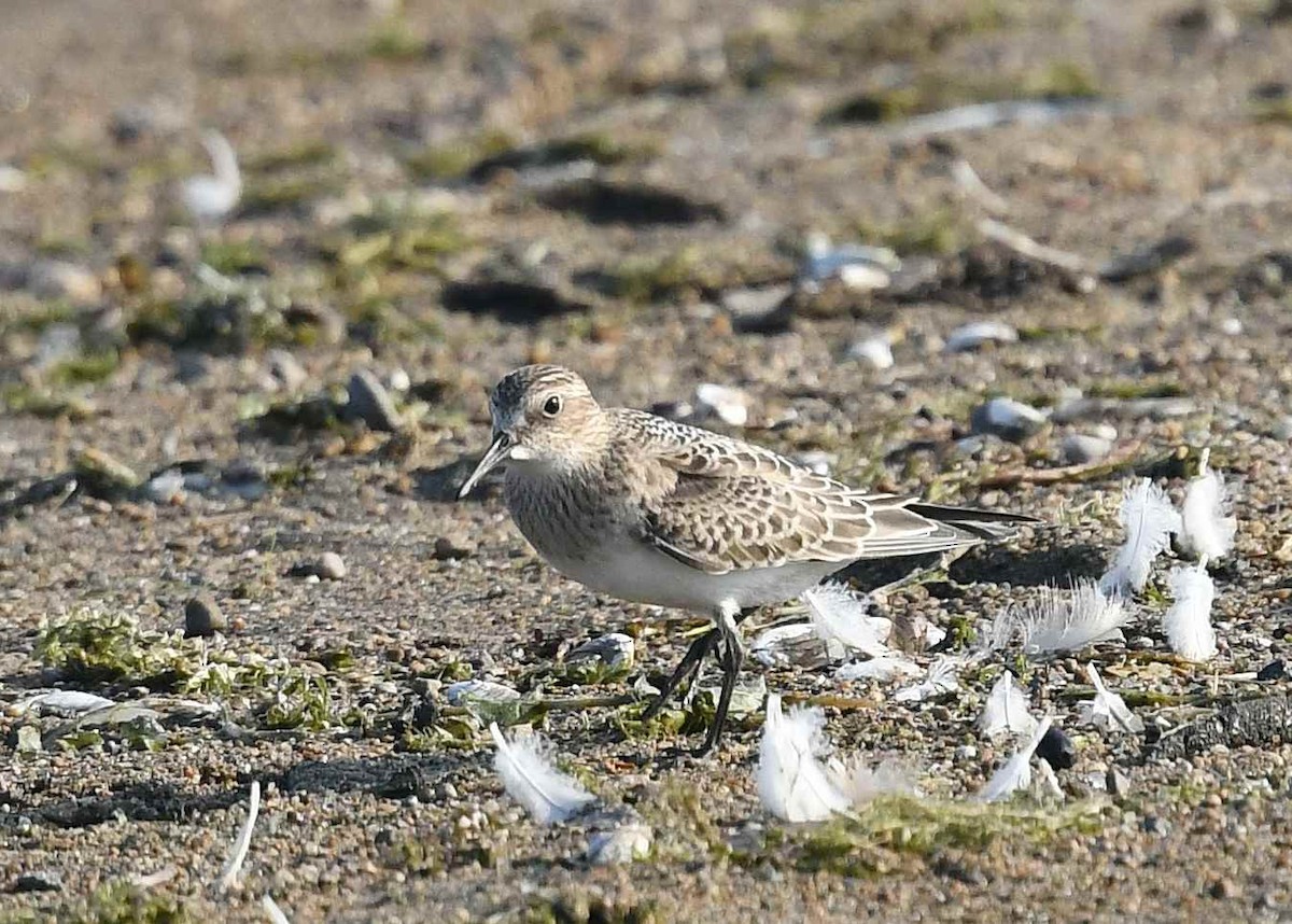 Baird's Sandpiper - ML640372537