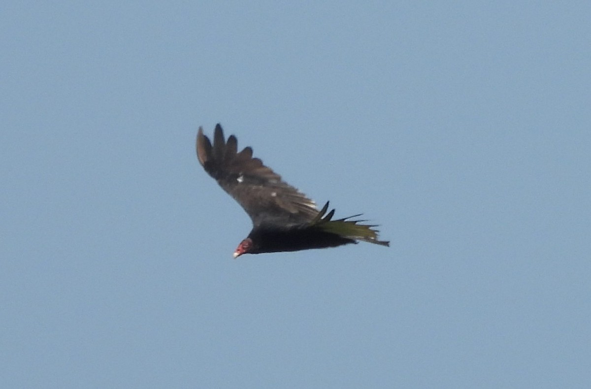 Turkey Vulture - ML640372538
