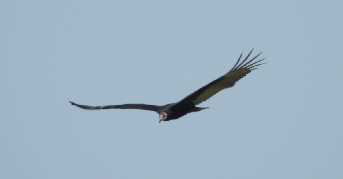 Turkey Vulture - ML640372540