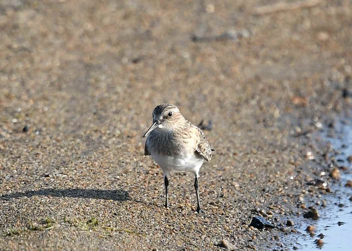 Baird's Sandpiper - ML640372542