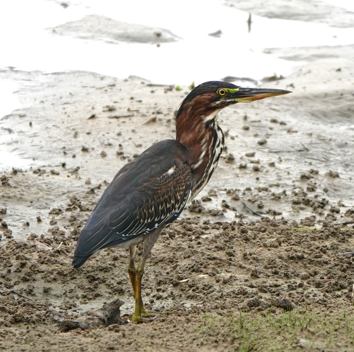Green Heron - ML640372545