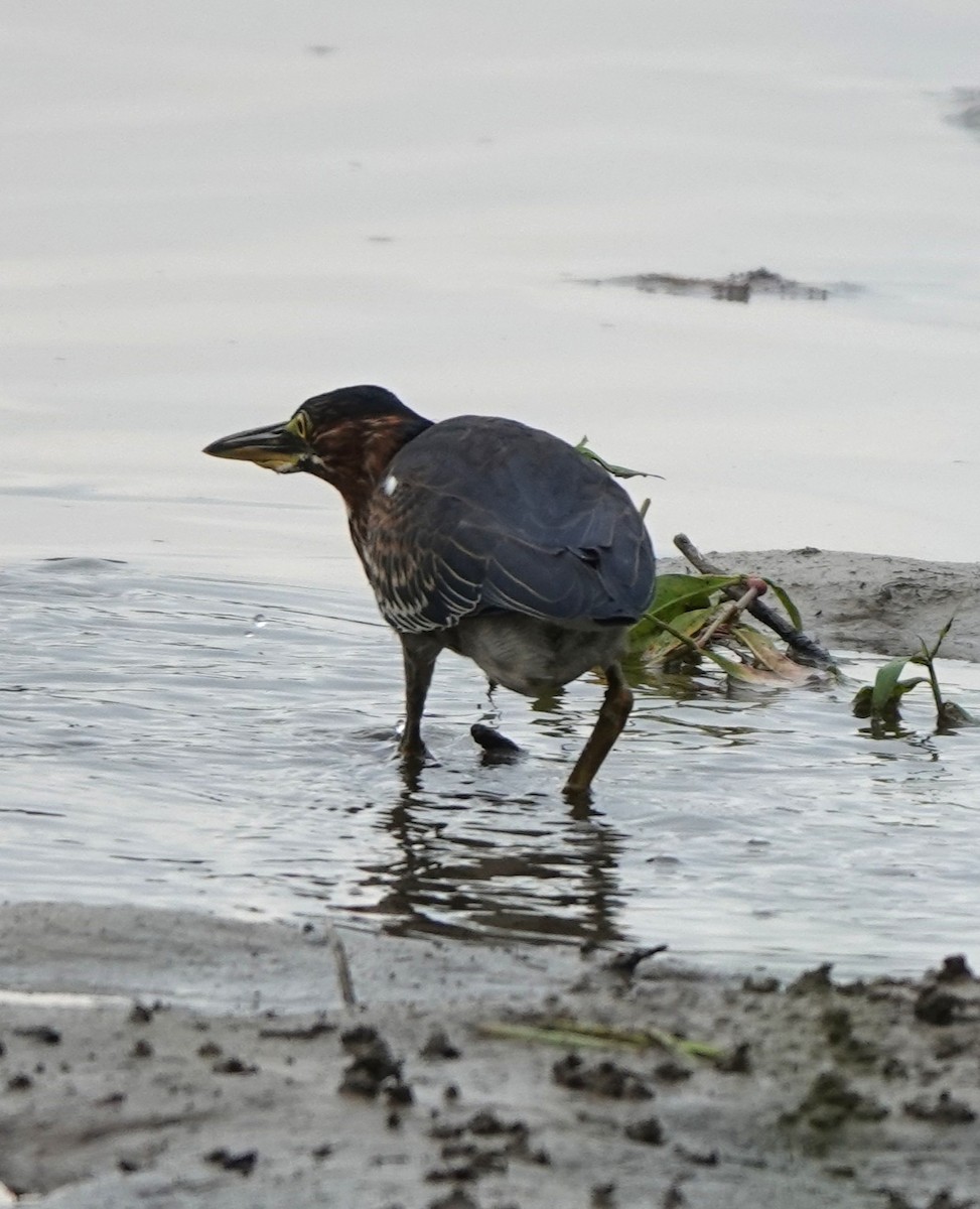 Green Heron - ML640372547