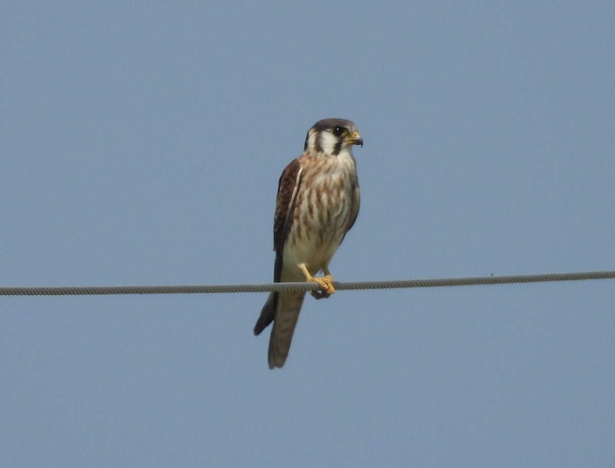 American Kestrel - ML640372585