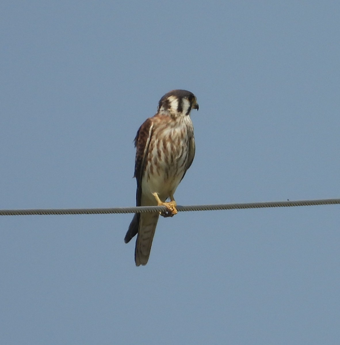 American Kestrel - ML640372586