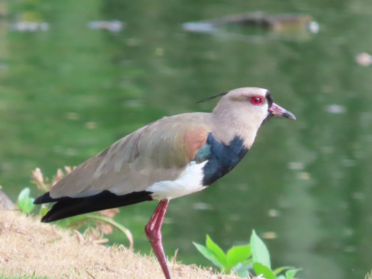 Southern Lapwing - ML640372612