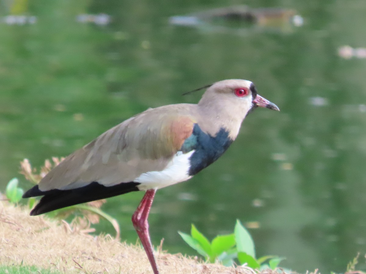 Southern Lapwing - ML640372613