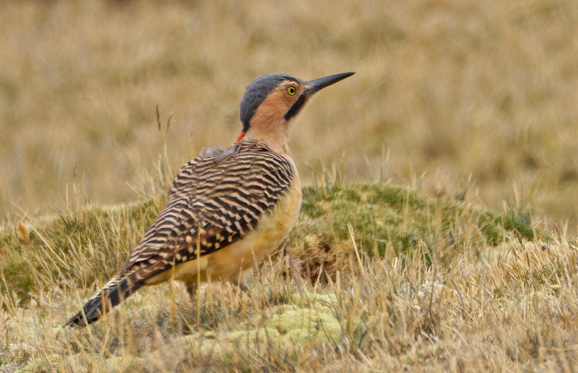 Andean Flicker - ML640372617