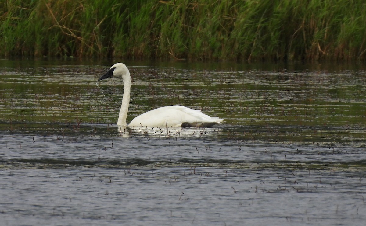 Trumpeter Swan - ML640372626