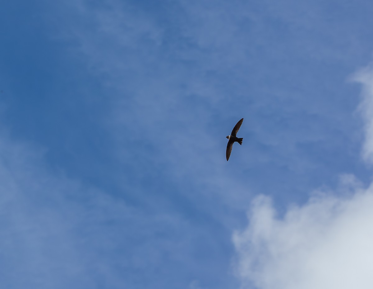 White-collared Swift - ML640372678