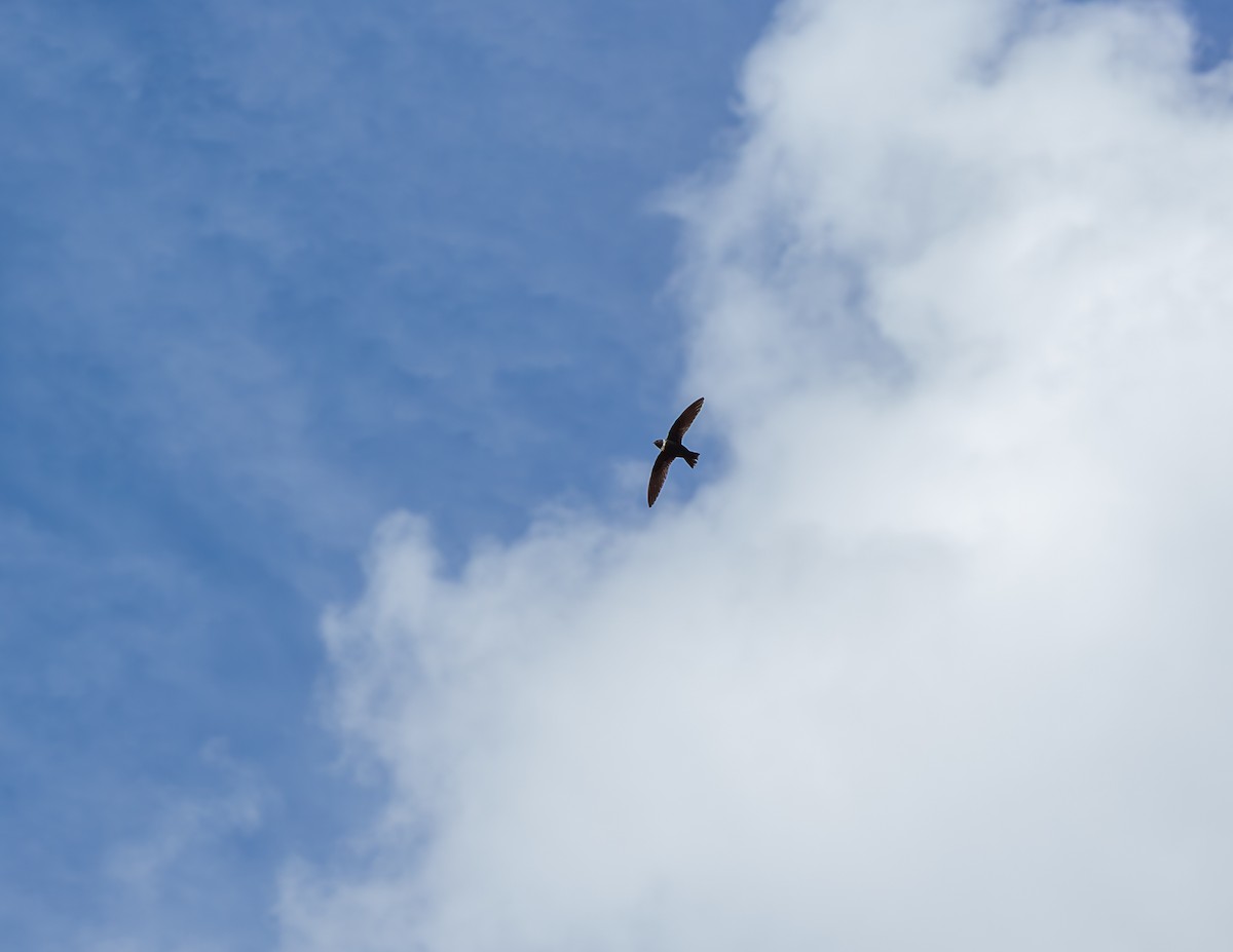 White-collared Swift - ML640372679