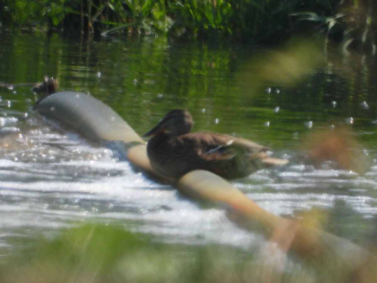Canard souchet - ML640372709