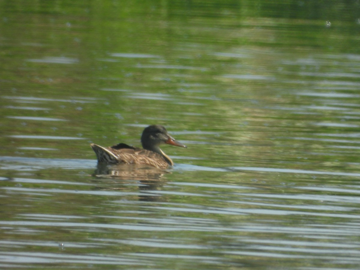 Canard souchet - ML640372710