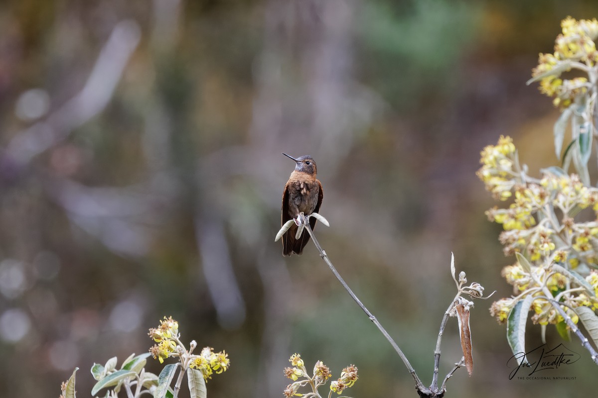 Shining Sunbeam - ML640372711