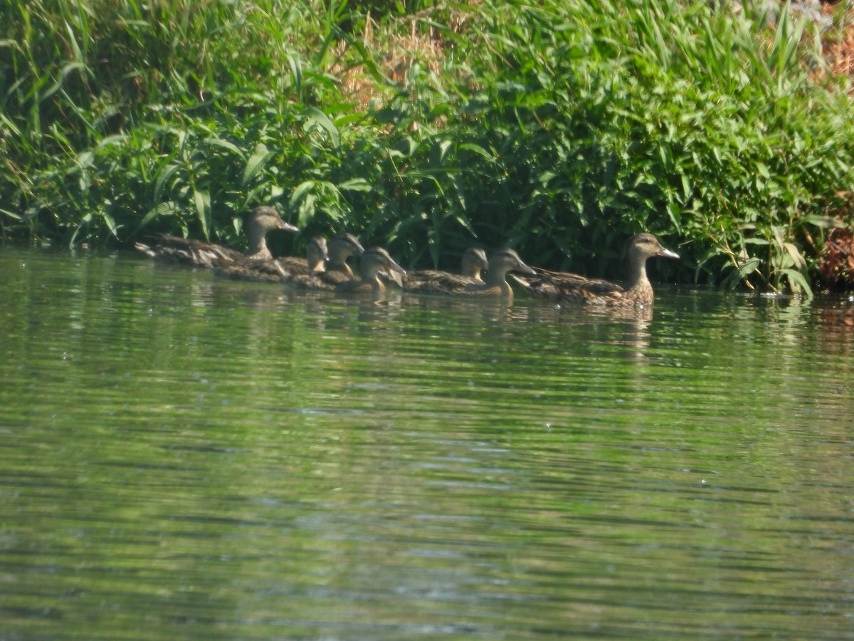 Canard colvert - ML640372717