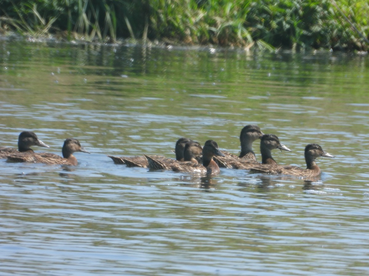 Canard colvert - ML640372720