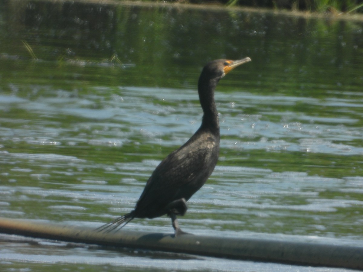 Cormoran à aigrettes - ML640372725