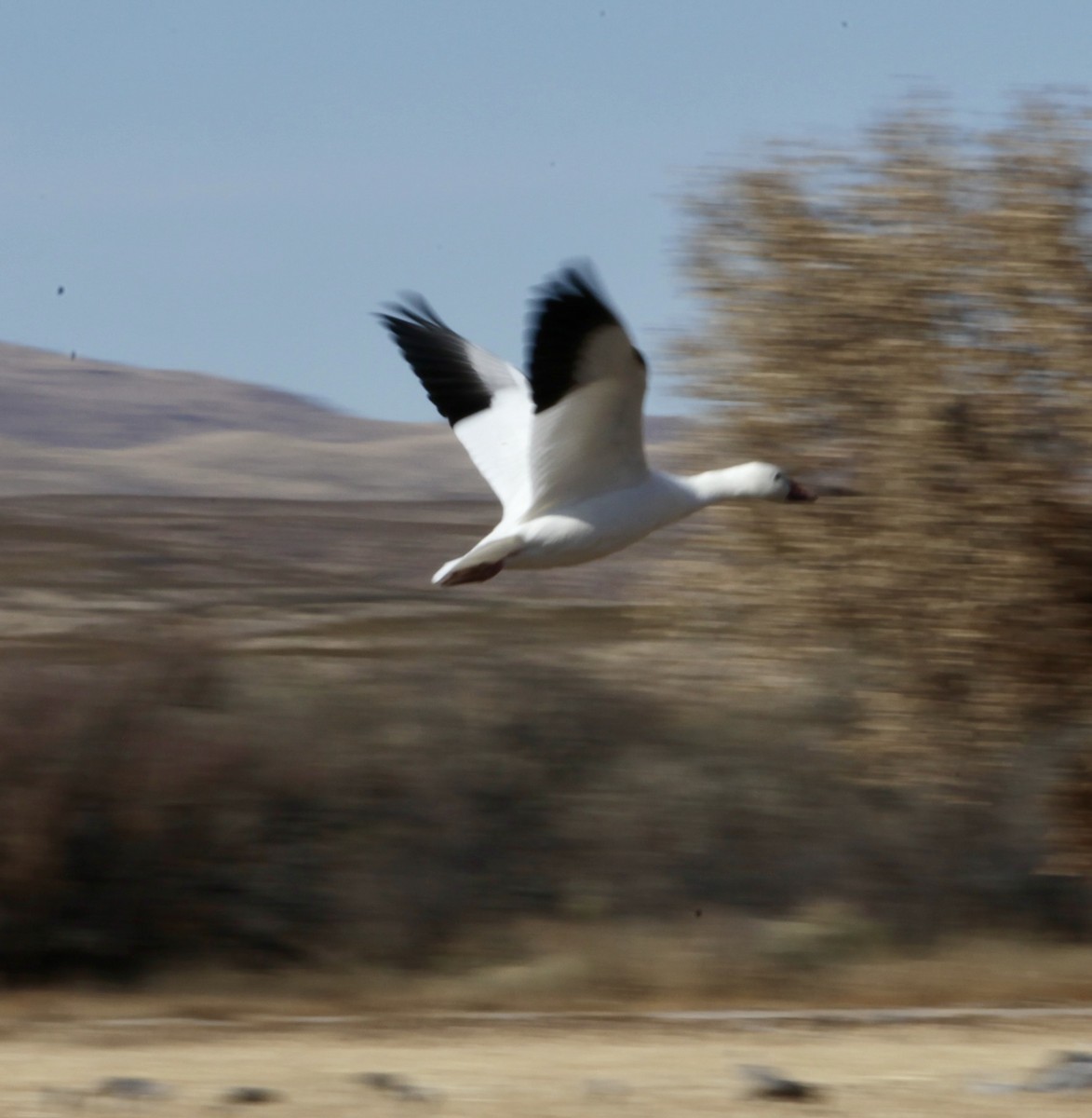 Snow/Ross's Goose - ML640372778