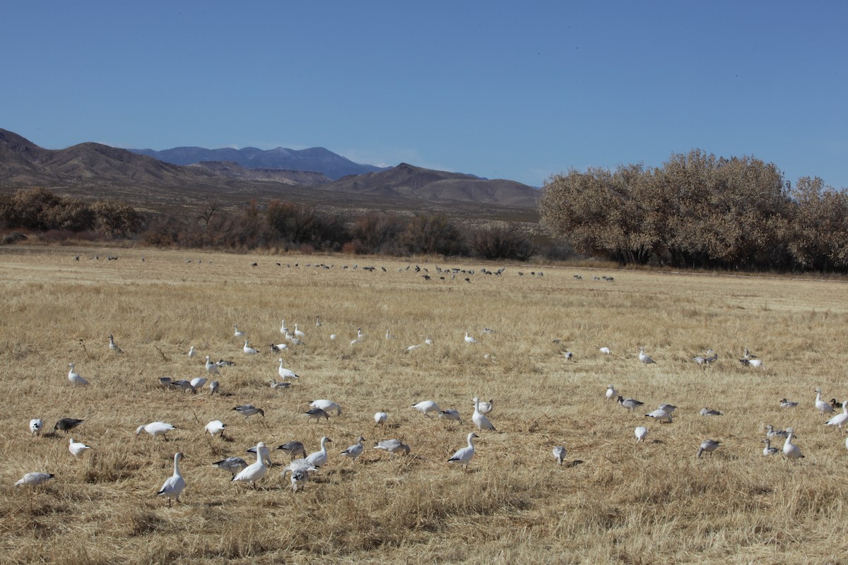 Snow/Ross's Goose - ML640372779