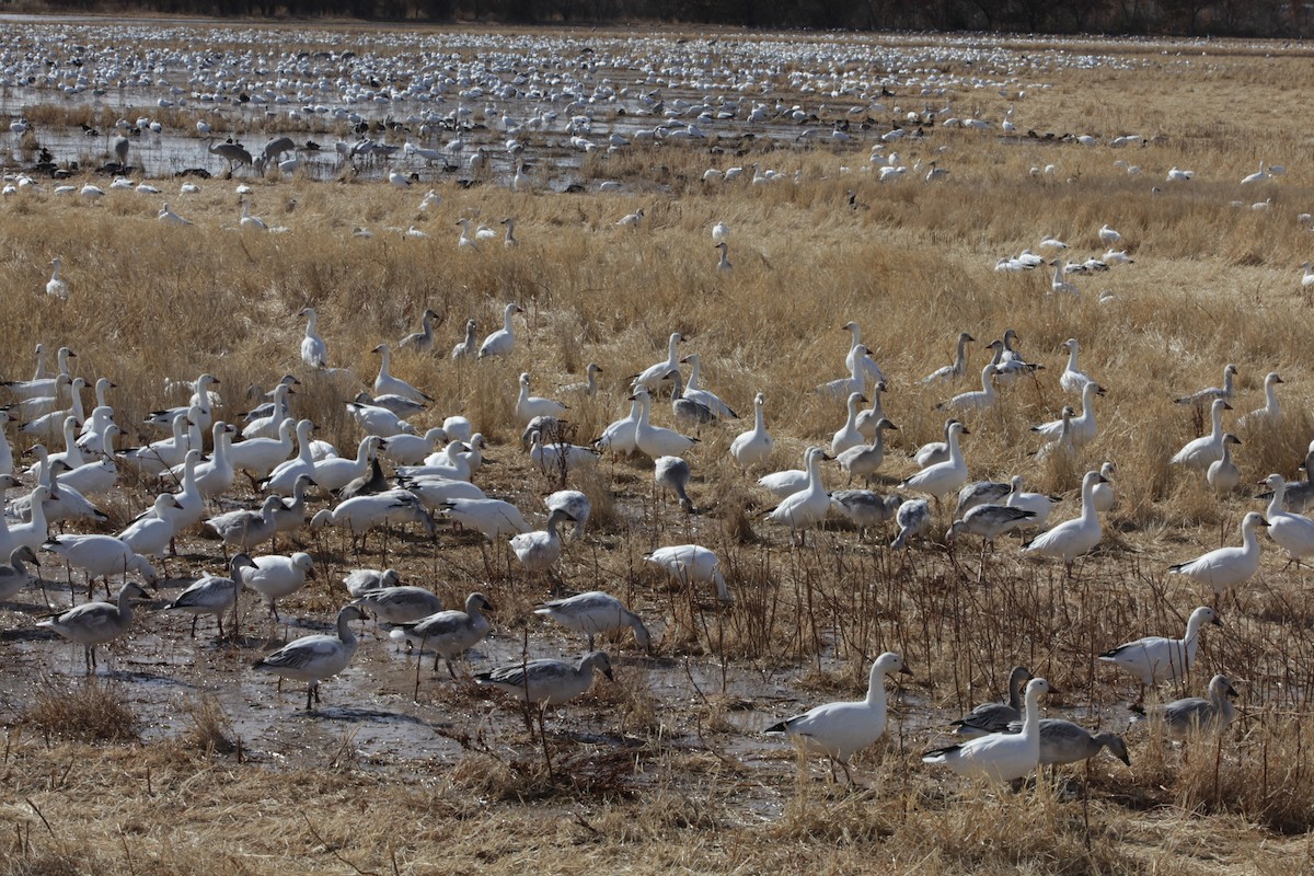 Sandhill Crane - ML640372780