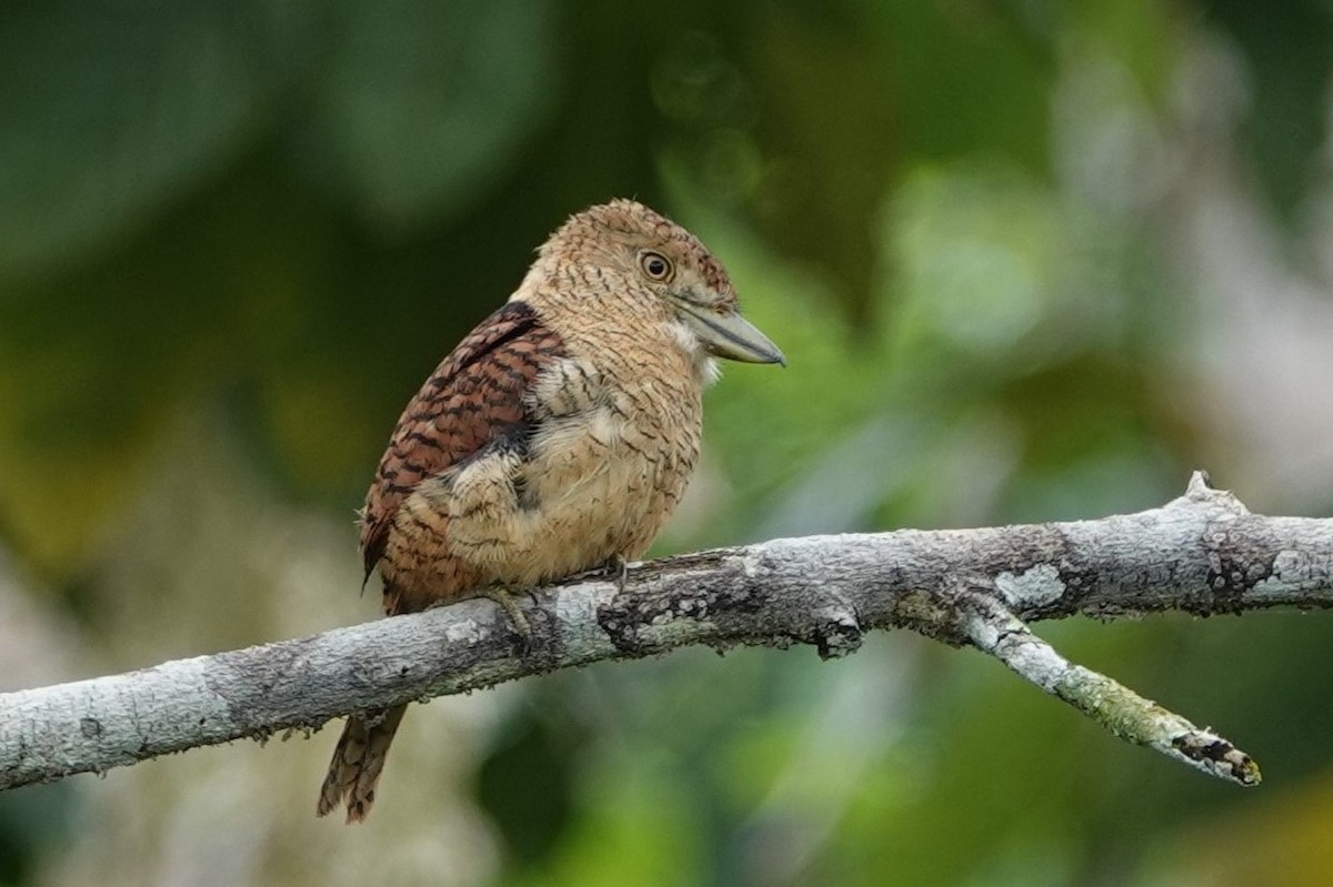 Barred Puffbird - ML640372790