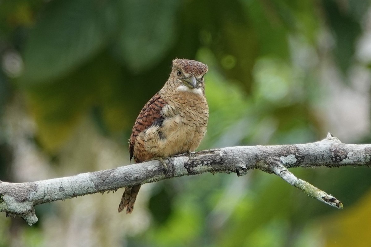 Barred Puffbird - ML640372791
