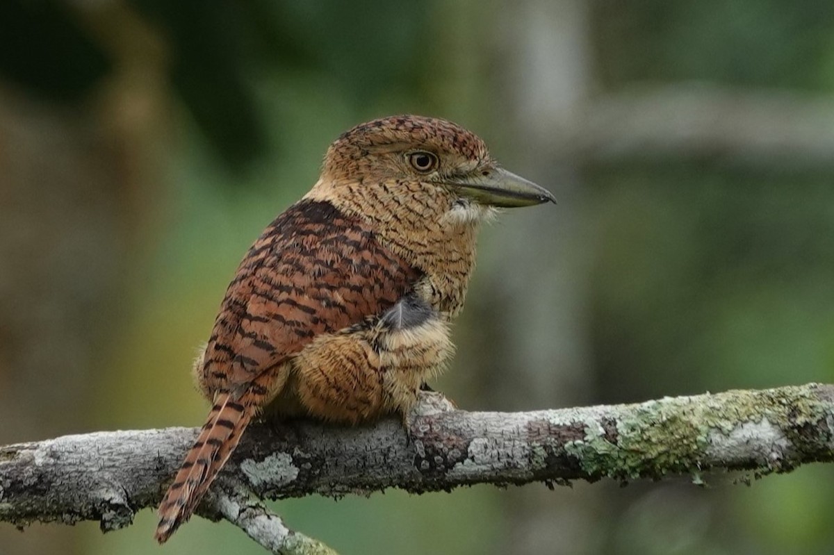 Barred Puffbird - ML640372792