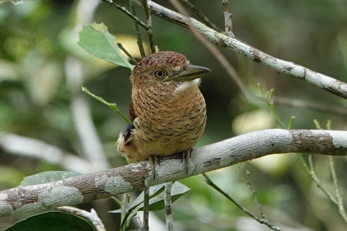 Barred Puffbird - ML640372793