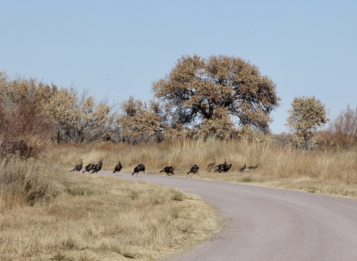 Wild Turkey - ML640372838