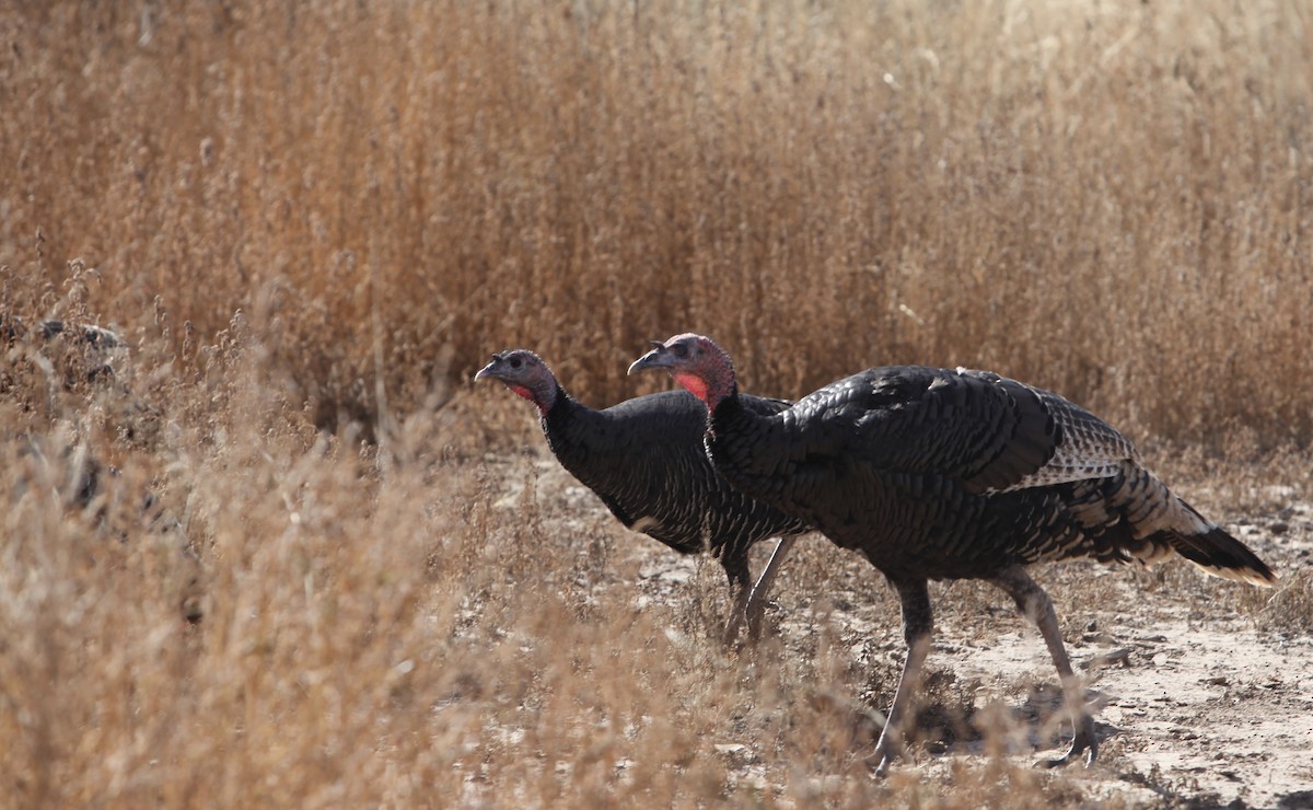 Wild Turkey - ML640372839