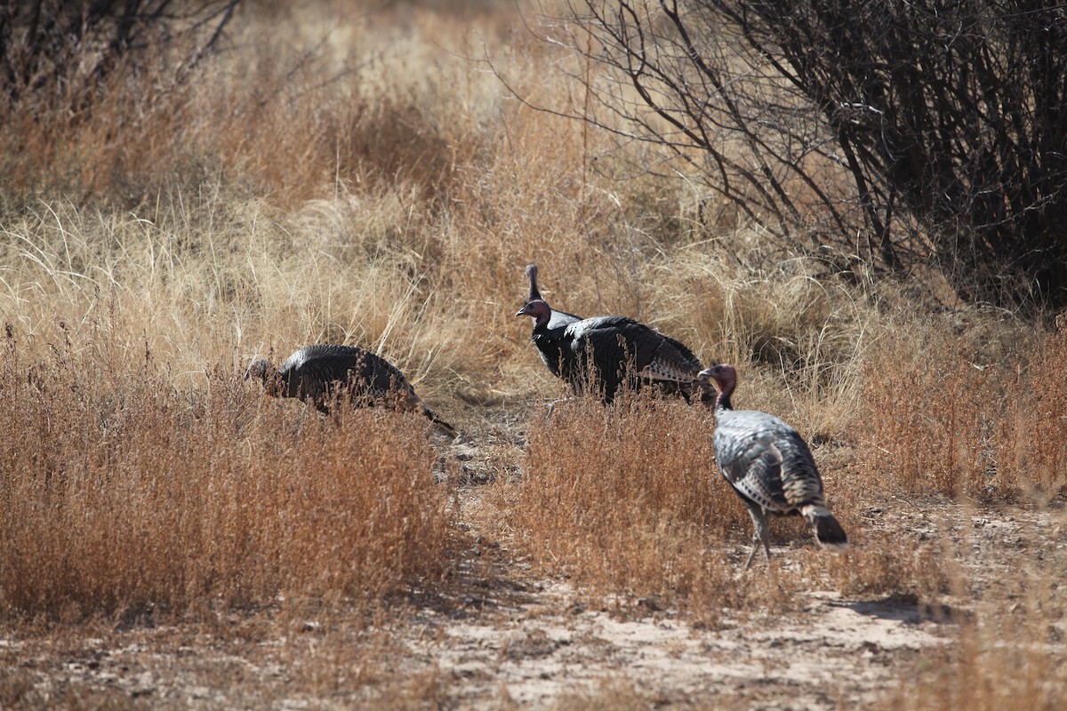 Wild Turkey - ML640372840