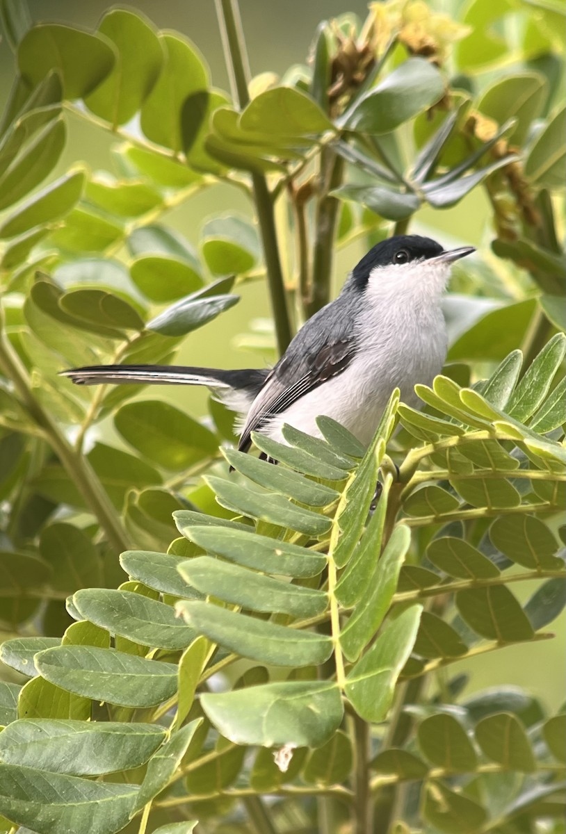 Tropical Gnatcatcher - ML640372842