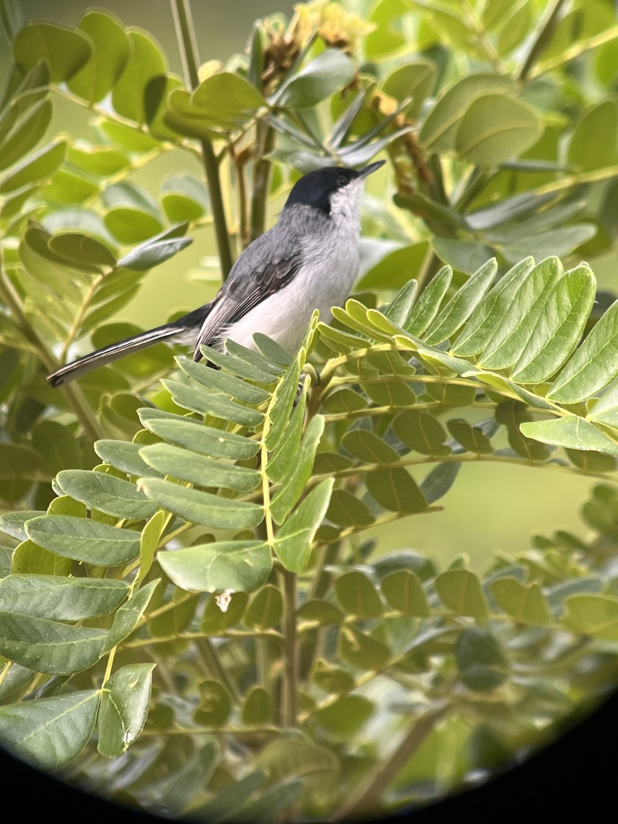 Tropical Gnatcatcher - ML640372843