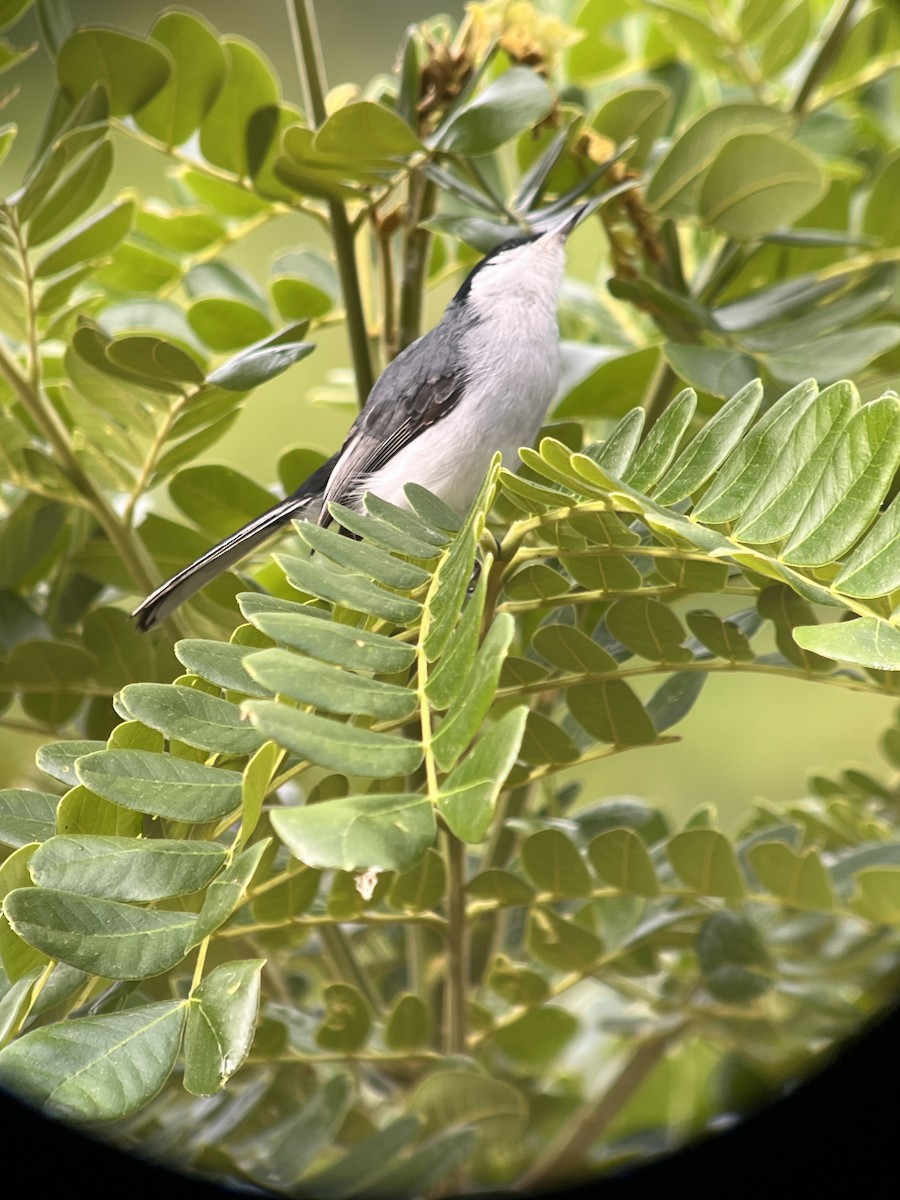 Tropical Gnatcatcher - ML640372844