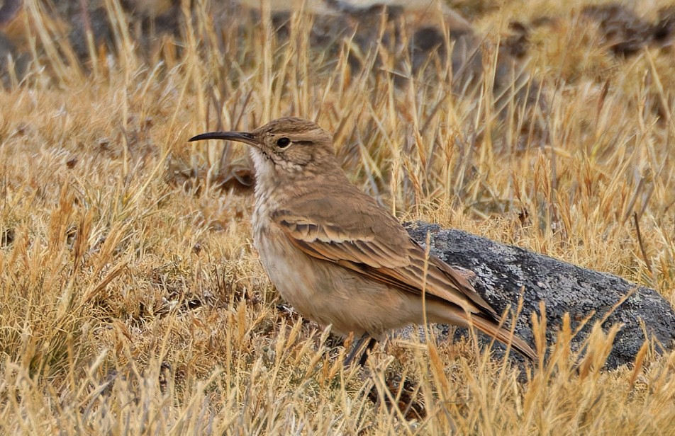 Slender-billed Miner - ML640372877